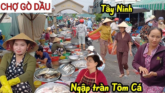 Giá thuê xe 7 chỗ có tài xế đi Gò Dầu